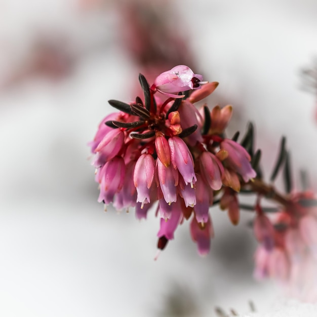 Blühende rosa Blumen Erica carnea Winterheide im Schnee Frühlingshintergrundgartenkonzept