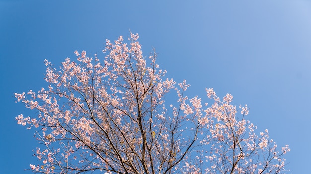 Blühende rosa Blumen Prunus cerasoides