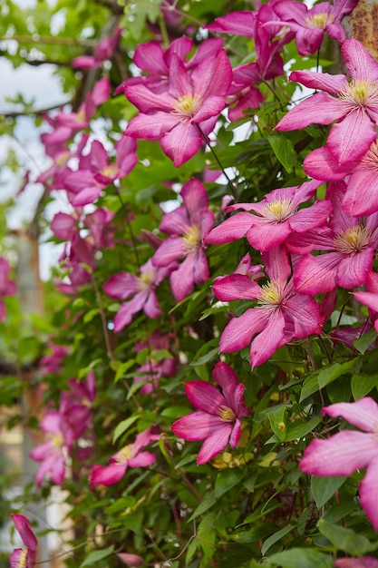 Blühende rosa Clematis