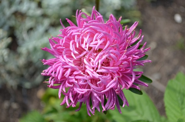 Blühende rosa Dahlie-Blumenblüte.