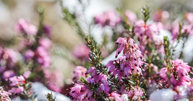 Blühende rosa Erica Carnea blüht Winterheide und Schnee im Garten im zeitigen Frühjahr floral