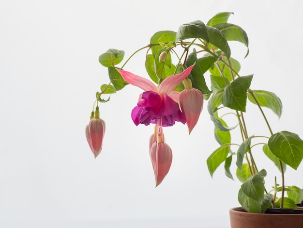 Blühende rosa Fuchsie, große Blumen auf hellem Hintergrund