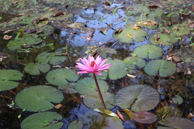 Blühende rosa Lotos im Wasser auf dem Teich