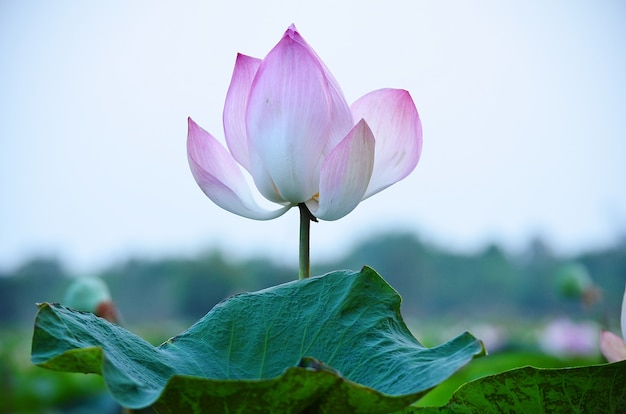 blühende rosa Lotusblumen auf dem Pool