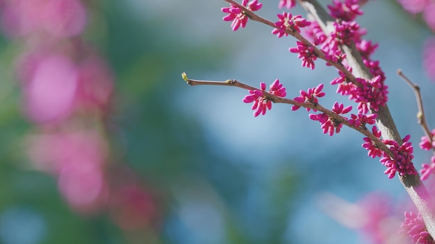 Blühende rosa Magnolia-Bäume Magnoliabäume im botanischen Garten Frühlingswärme