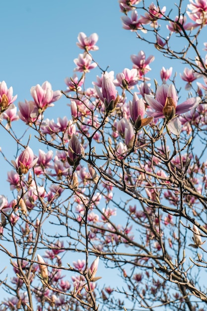 Blühende rosa Magnolie an einem Frühlingstag in den Strahlen des sonnenblauen Himmels