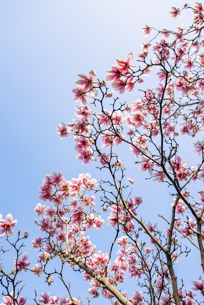 Blühende rosa Magnolie gegen den blauen Himmel an einem warmen Apriltag Anfang des Frühlings