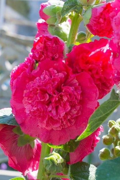 Foto blühende rosa malve. rosenblüten. floristik.