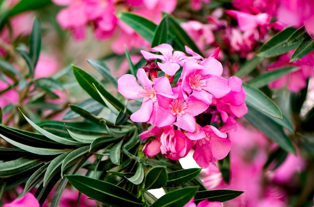 Blühende rosa Oleanderblumen oder Nerium im Garten. Selektiver Fokus