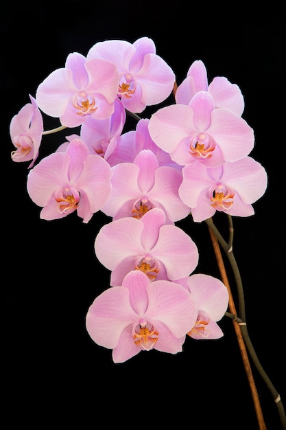 blühende rosa Orchidee