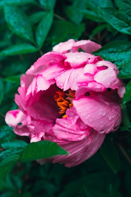 Blühende rosa Pastellpfingstrosenblume