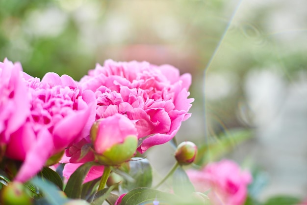 Blühende rosa Pfingstrosen in einem Blumengarten an einem sonnigen Sommertag