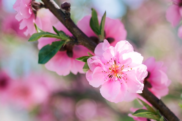 Blühende rosa Pflaumenblüte mit Unschärfehintergrund