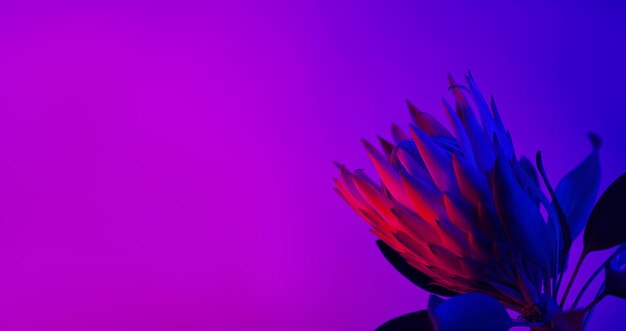 Blühende rosa Protea-Pflanze über Neonfarbhintergrund.