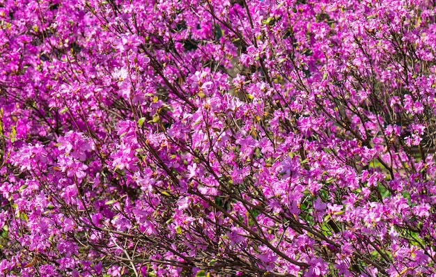 Blühende rosa Rhododendren.