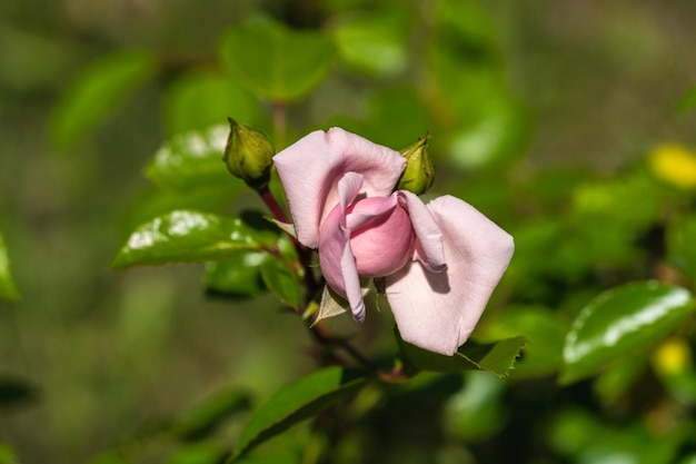 Blühende rosa Rose im natürlichen Licht des Sommergartens