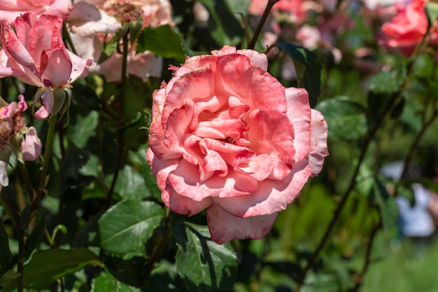 Blühende rosa Rose im Sommergarten natürliches Licht vertikal