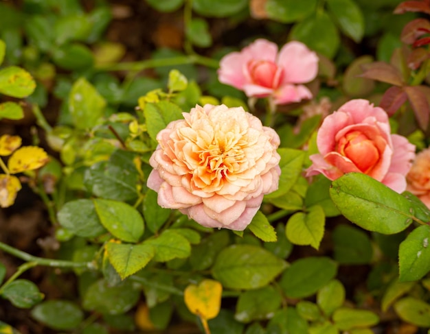 Blühende rosa Rose nass mit Tau oder Regentropfen (Rosa), unscharfer natürlicher grüner Hintergrund.