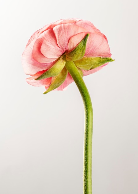 Foto blühende rosa rosenblüte