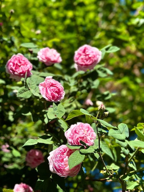 Foto blühende rosa sprayrose