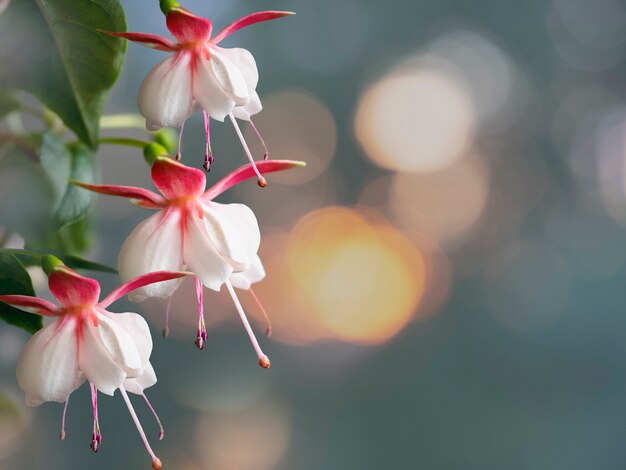 Blühende rosa und weiße Fuchsienblüten