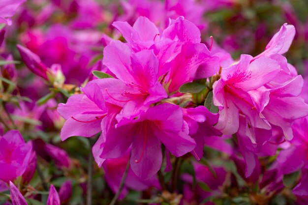 Blühende rosafarbene Azaleen blüht Nahaufnahme in einem botanischen Garten Frühling Blumen lila Hintergrund