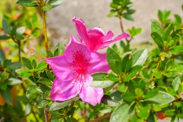 Blühende rosafarbene Azaleenblumen aus nächster Nähe in einem botanischen Garten.