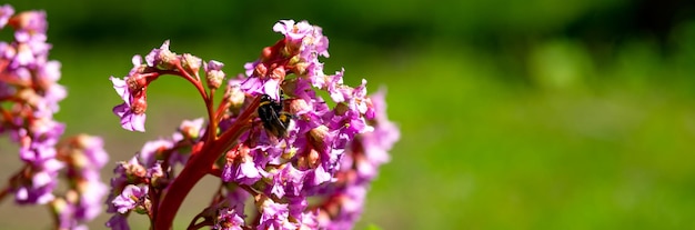 Blühende rosafarbene Bergenia-Blume auf grünem Hintergrund an einem sonnigen Tag Makrofotografie Frische Elefantenohren blühen mit violetten Blütenblättern im FrühlingBergenia crassifolia oder badan