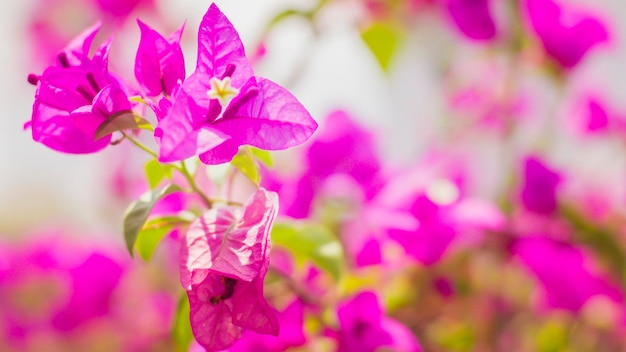 Blühende rosafarbene Bougainvillea-Blume branchnatural kleine rosafarbene Blumen