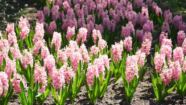 Blühende rosafarbene Hyazinthe auf einem Blumenbeet in der Parknahaufnahme bunte dekorative Blume im Frühjahr