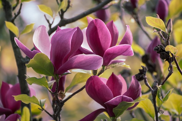 Blühende rosafarbene Magnolienblüten mit grünen Blättern im Frühling, floraler, natürlicher saisonaler Hintergrund