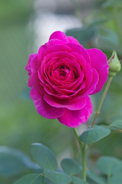 Blühende Rosen Big Purple auf dem Busch im Rosengarten