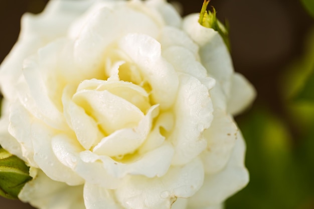 Blühende Rosen im kleinen Rosengarten.