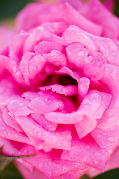 Blühende Rosen im kleinen Rosengarten.