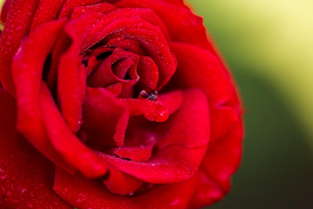 Blühende Rosen im kleinen Rosengarten.