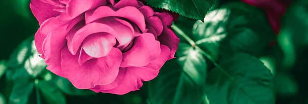 Blühende Rosen im schönen Blumengarten als Blumenhintergrund