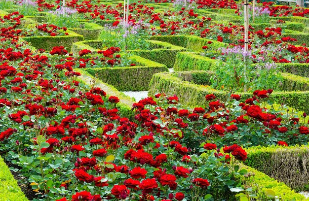 Blühende Rosenbeete im Sommerstadtpark city