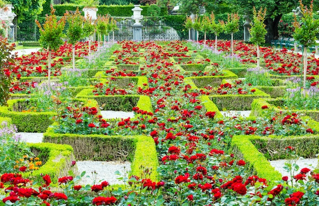 Blühende Rosenbeete im Sommerstadtpark