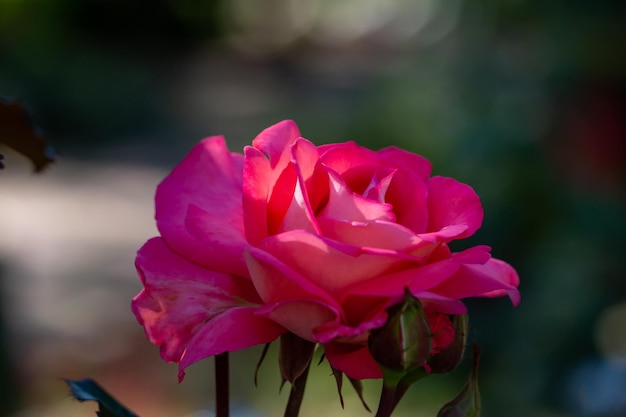 Blühende Rosenblume mit rosa Blütenblättern Makrofotografie an einem sonnigen Sommertag