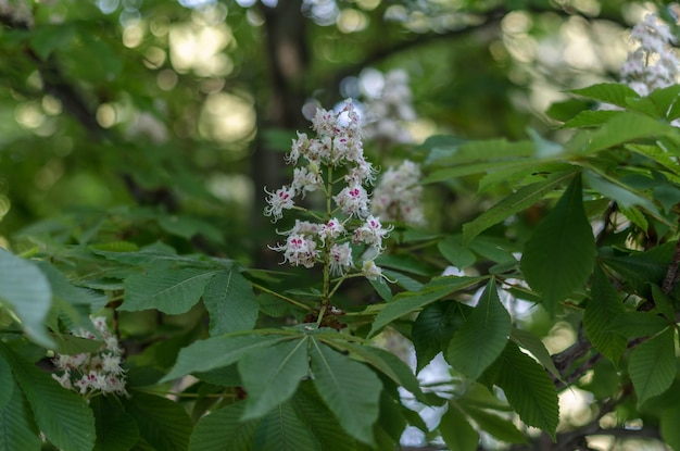 Blühende Rosskastanie Aesculus hippocastanum Frühling Natur Hintergrund