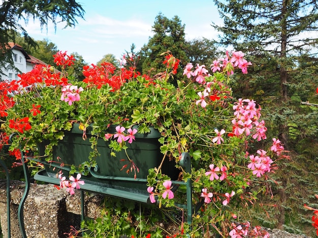 Blühende rot-rosa Efeu-Geranien-Pelargonien in der vertikalen Gestaltung der Straßen- und Straßengestaltung