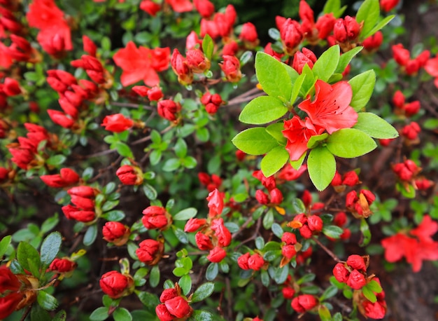 Blühende rote Azaleenblume im Frühlingsgartengartenkonzeptblumenhintergrund