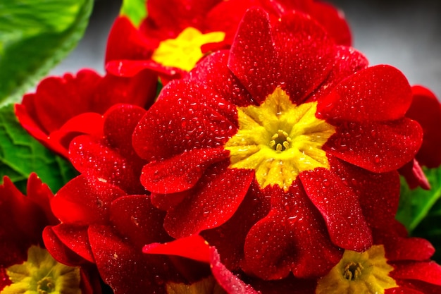 Blühende rote Blume im Wasser lässt Nahaufnahme fallen