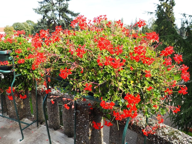 Blühende rote Efeu-Geranien-Pelargonie in der vertikalen Gestaltung der Landschaftsgestaltung von Straßen und Parks