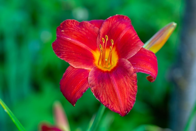 Blühende rote Lilien auf grünem Hintergrund an einem sonnigen Sommertag Makrofotografie