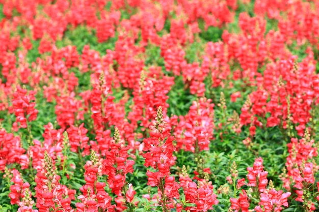 blühende rote Löwenmaulblumen