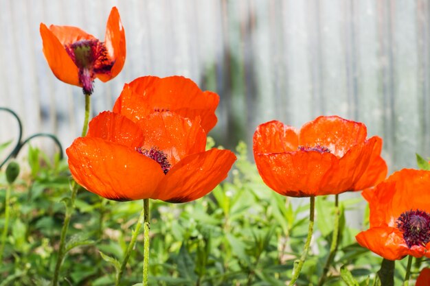 Blühende rote Mohnblumen im Garten,