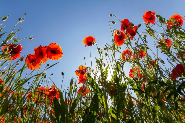 blühende rote Mohnblumen und Knospen an hohen grünen Stielen