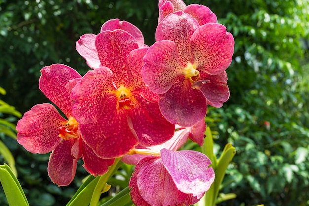 Blühende rote Orchidee.