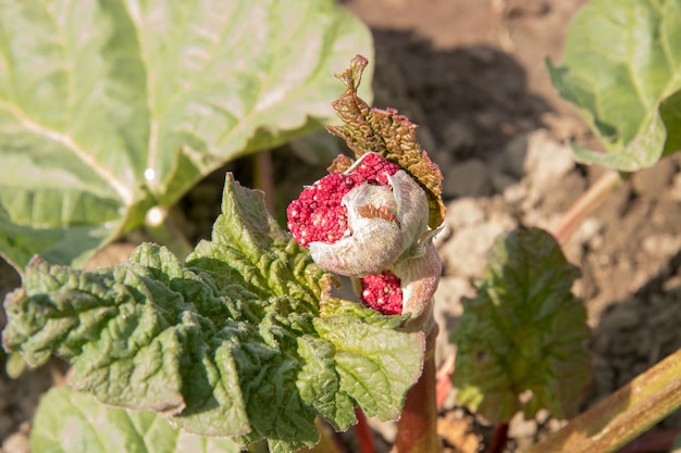 Blühende rote Rhabarberblume im Garten